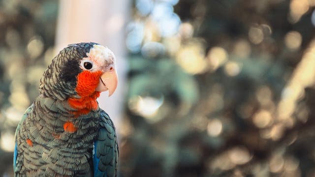 ¿Qué se considera especie invasora?